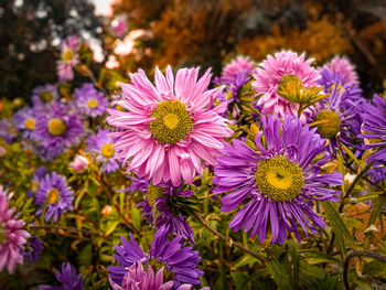 Close-up of pink flowering plants