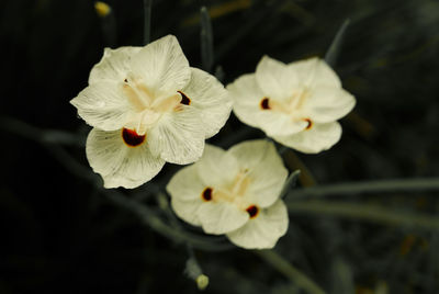 Close-up of white flowers blooming outdoors