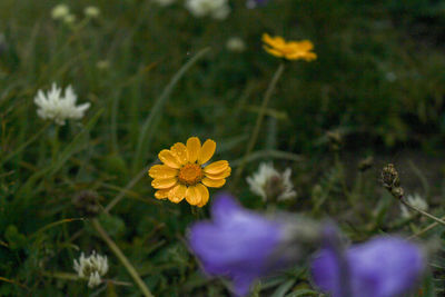 Close-up of yellow flowering plant