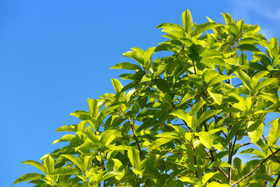 Low angle view of tree against clear blue sky