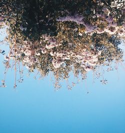 Low angle view of flower tree against clear sky