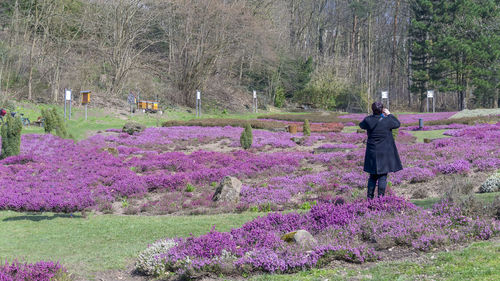 Rear view of woman standing by pink flowers on field