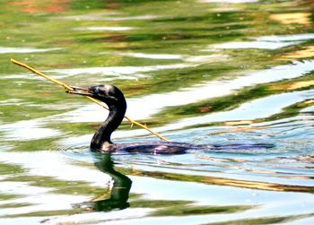 Bird flying over lake