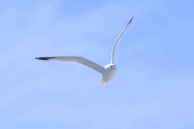 Low angle view of seagull flying