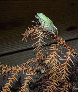 Low angle view of peacock on tree