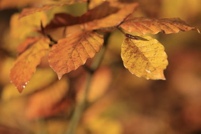 Close-up of dry maple leaf