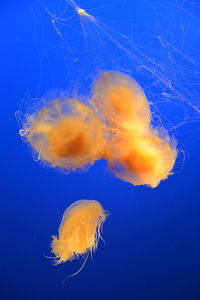 Close-up of jellyfish against blue background