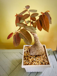 Close-up of fruits on table