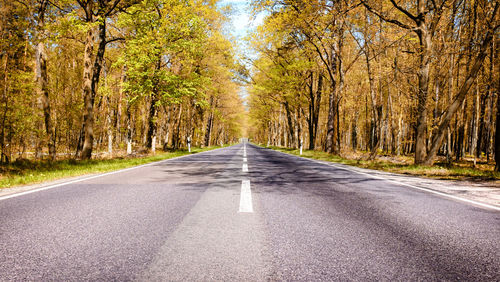 Country road amidst trees in forest during autumn