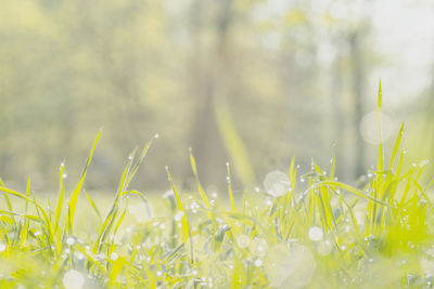 Close-up of fresh yellow flower on field