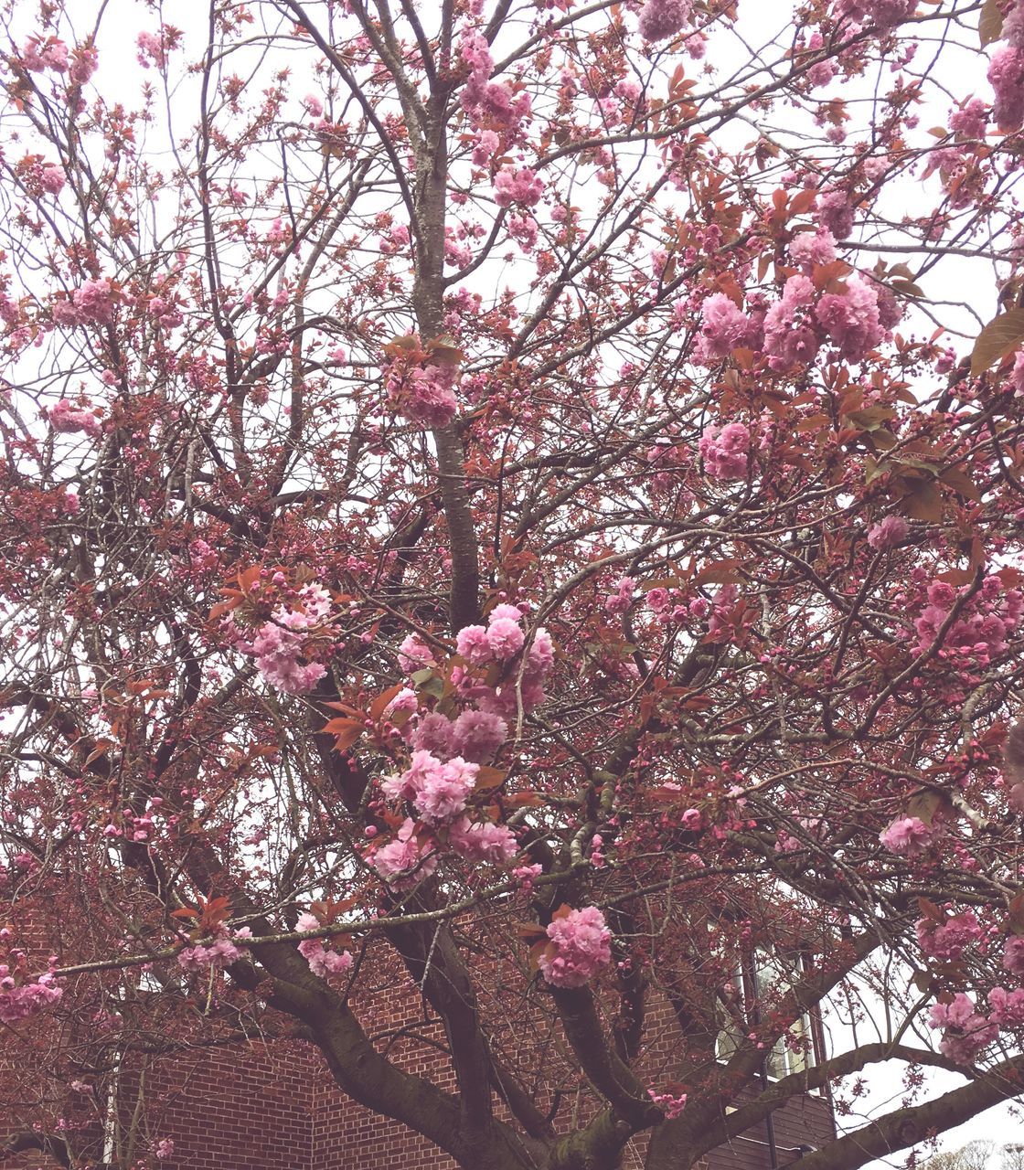 tree, growth, nature, low angle view, beauty in nature, pink color, branch, no people, freshness, flower, day, outdoors, fragility, backgrounds, close-up, sky, plum blossom