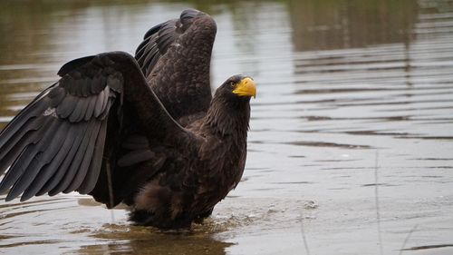 Bird flying over lake