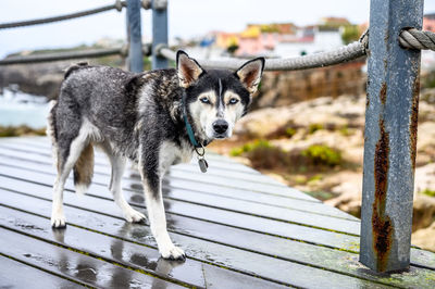 Portrait of dog standing on railing