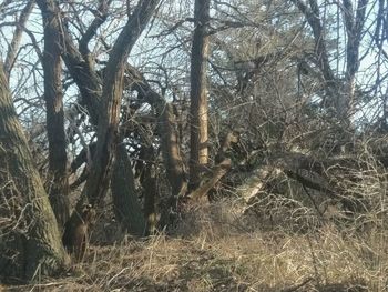 Low angle view of trees in forest