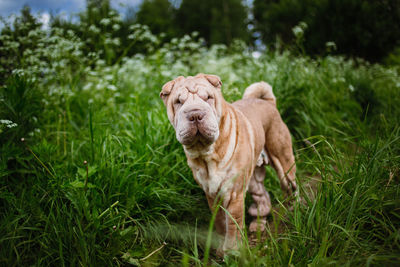 View of a dog on field