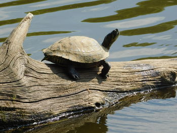 Close-up of a turtle in the lake