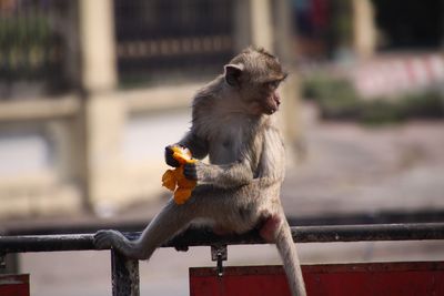 Monkey sitting on a railing