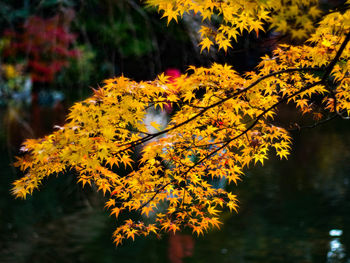 Close-up of orange flowers on tree during autumn