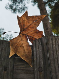 Close-up of maple leaf on wood