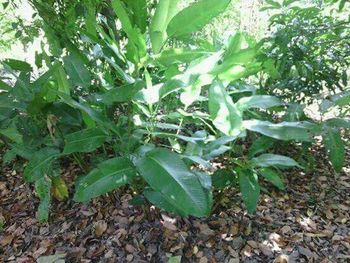 Leaves growing on tree