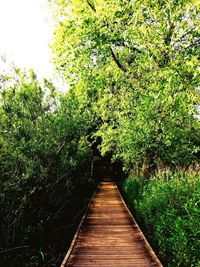 Narrow walkway along trees