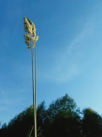 Low angle view of plant against blue sky