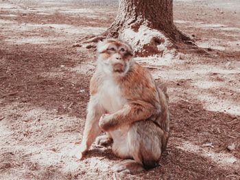 Lion sitting outdoors