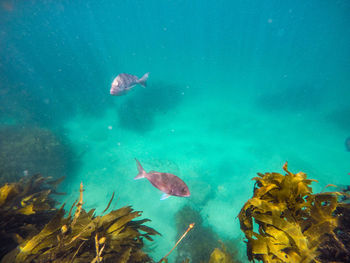 Fish swimming in sea