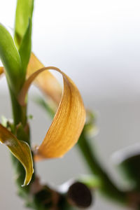 Close-up of flower plant