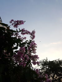 Low angle view of pink flower tree against sky