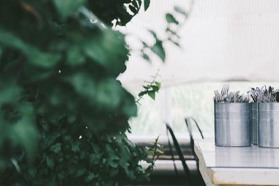 Close-up of potted plant on table