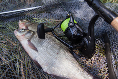 High angle view of fish