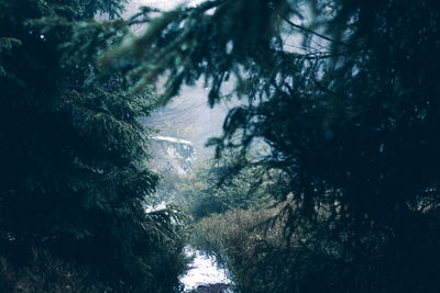 Trees growing in forest