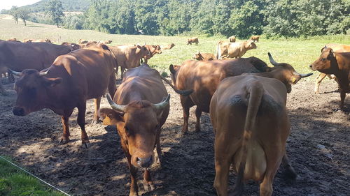 Cows on field