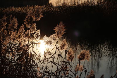 Silhouette plants by lake against sky at night