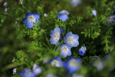 Close-up of blue flowering plant