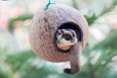 Close-up of funny animal in coconut shell