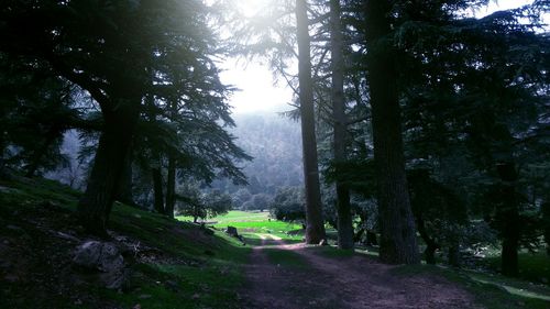 Road amidst trees in forest