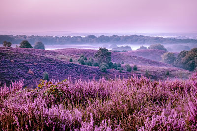 Purple flowering plants on field against sky, blooming heather heid fields in the netherlands 