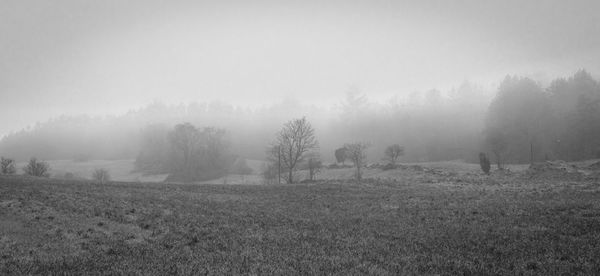 Trees on field against sky during foggy weather