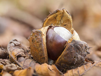 Close-up of chestnut on dry leaves