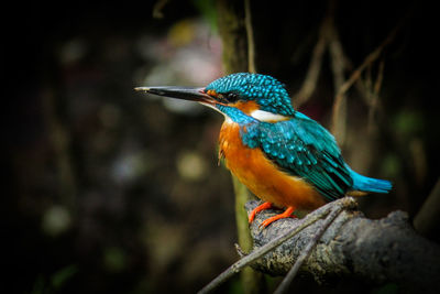 Close-up of a bird perching on branch