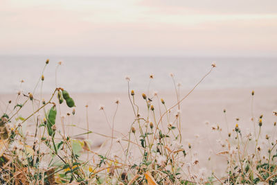 Close-up of plants by sea against sky