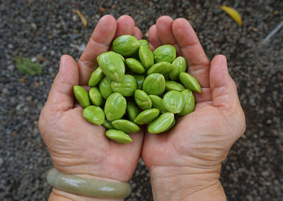 High angle view of hand holding green chili