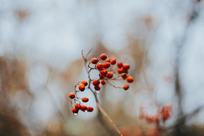 Close-up of rowanberries growing outdoors