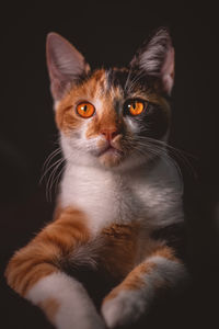 Close-up portrait of a cat