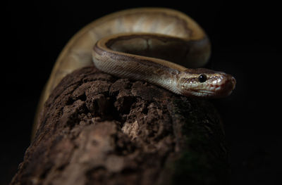 Close-up of lizard on black background