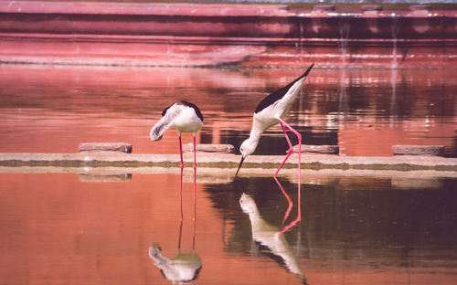 Birds flying and drinking water over lake