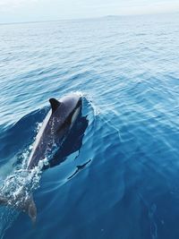 View of dolphin swimming in sea