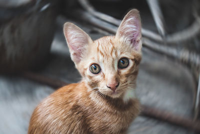 Portrait of ginger cat